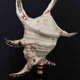 Cabinet of Curiosities shell lambis chiragra on base