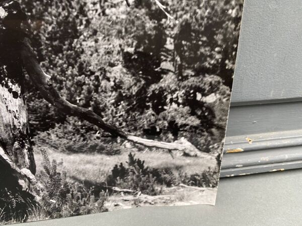 Photographie argentique Bernard Darot Ramure d'un arbre mort XXe