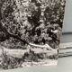 Silver gelatin photograph by Bernard Darot, Branches of a dead tree, 20th century