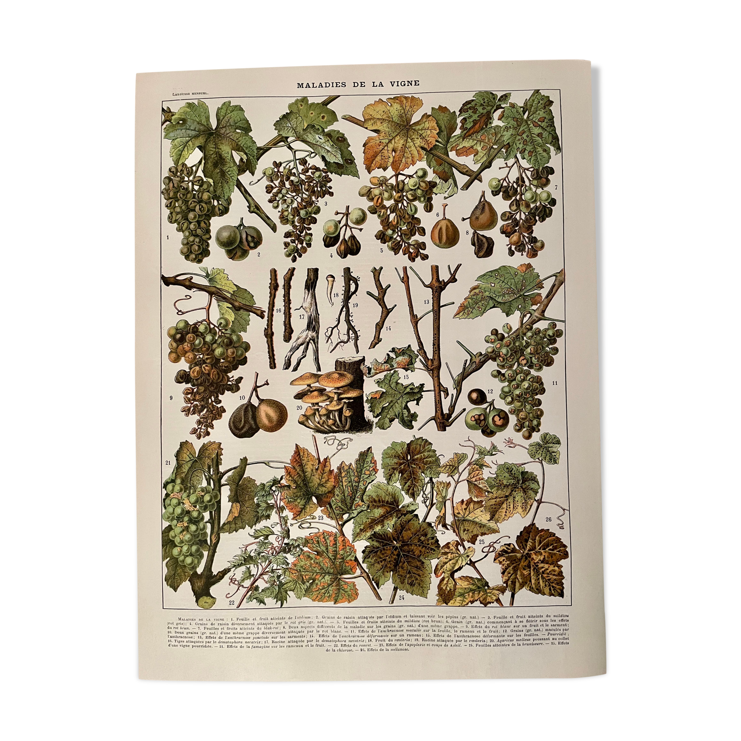 Lithograph on the diseases of the vine of 1907