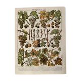Lithographie sur les maladies de la vigne de 1907