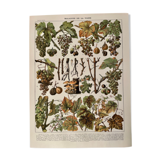 Lithograph on the diseases of the vine of 1907
