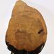 Original coffee table by Carl Aubock, large tree trunk in walnut from the mid-century, 1950s.