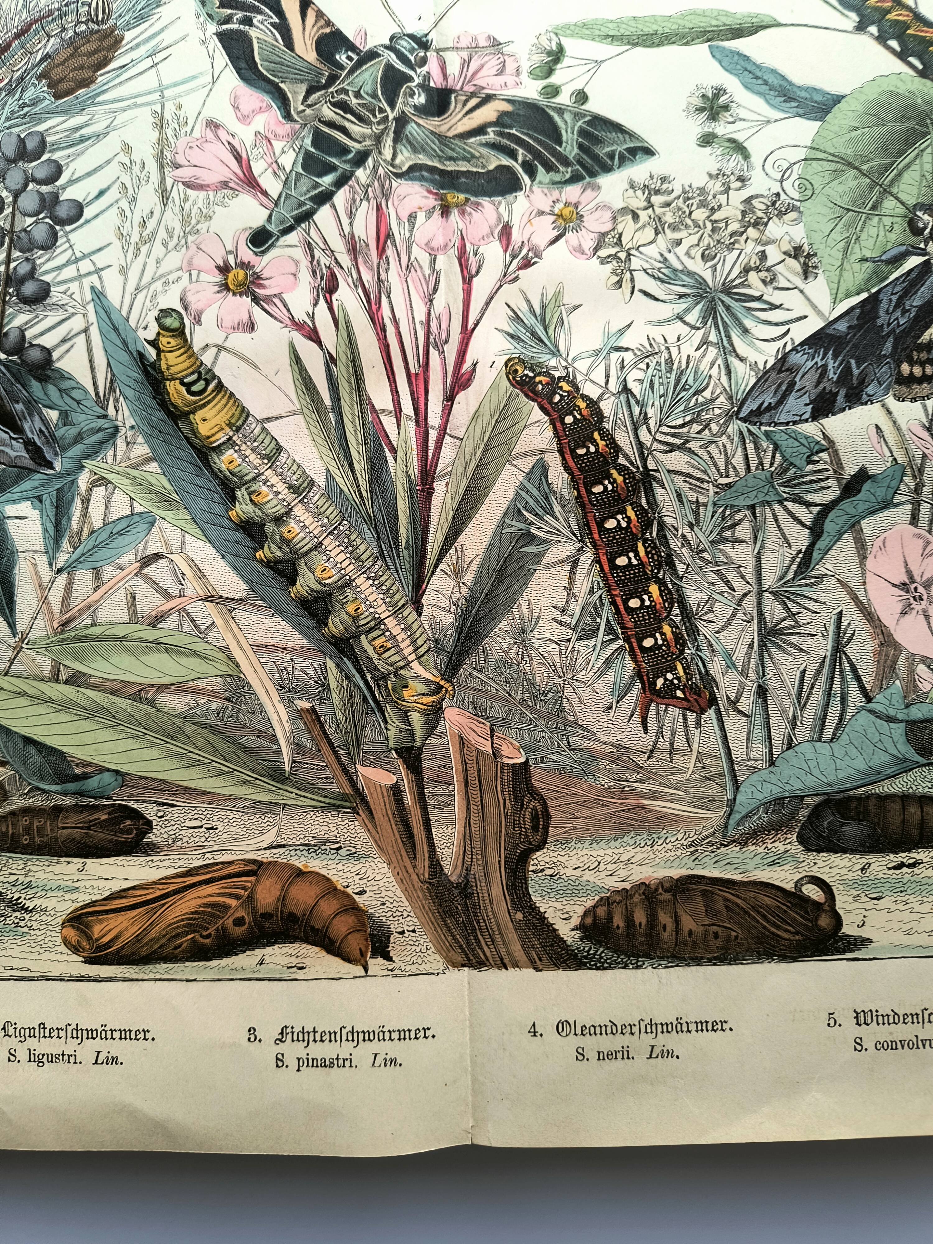 Old engraving from 1886 - Sphinx Butterflies (1) - Zoological lithograph