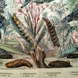 Old engraving from 1886 - Sphinx Butterflies (1) - Zoological lithograph