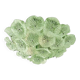 Floreal Green Murano Glass Flush Mount by Simoeng