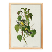 Poster about the Golden-headed Warbler, after an old engraving from 1827.