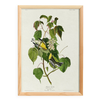 Poster about the Golden-headed Warbler, after an old engraving from 1827.