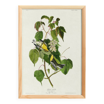 Poster about the Golden-headed Warbler, after an old engraving from 1827.