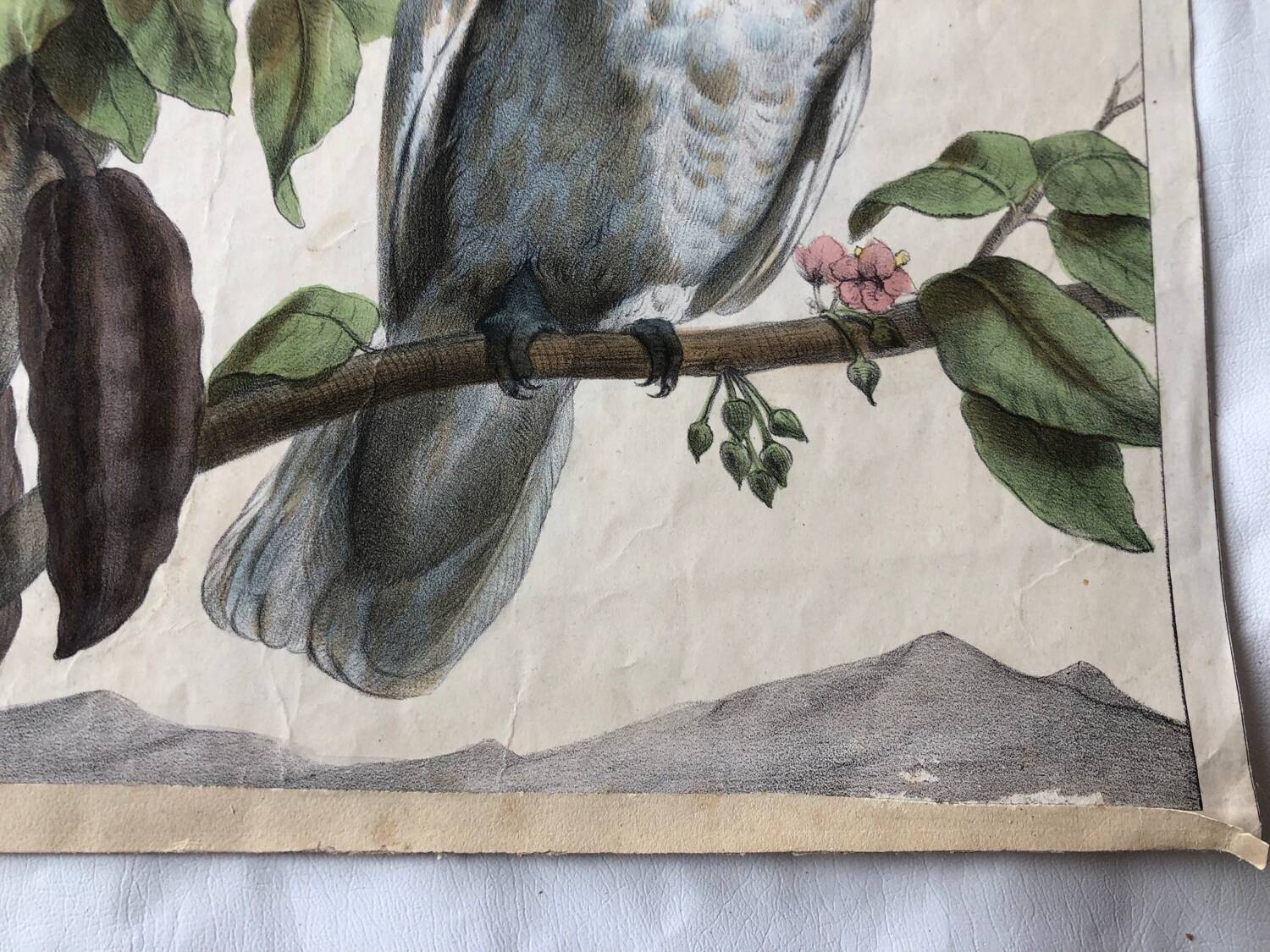 Zoological school poster representing a cockatoo and a macaw