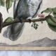 Zoological school poster representing a cockatoo and a macaw