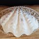 Wedgwood porcelain font shell