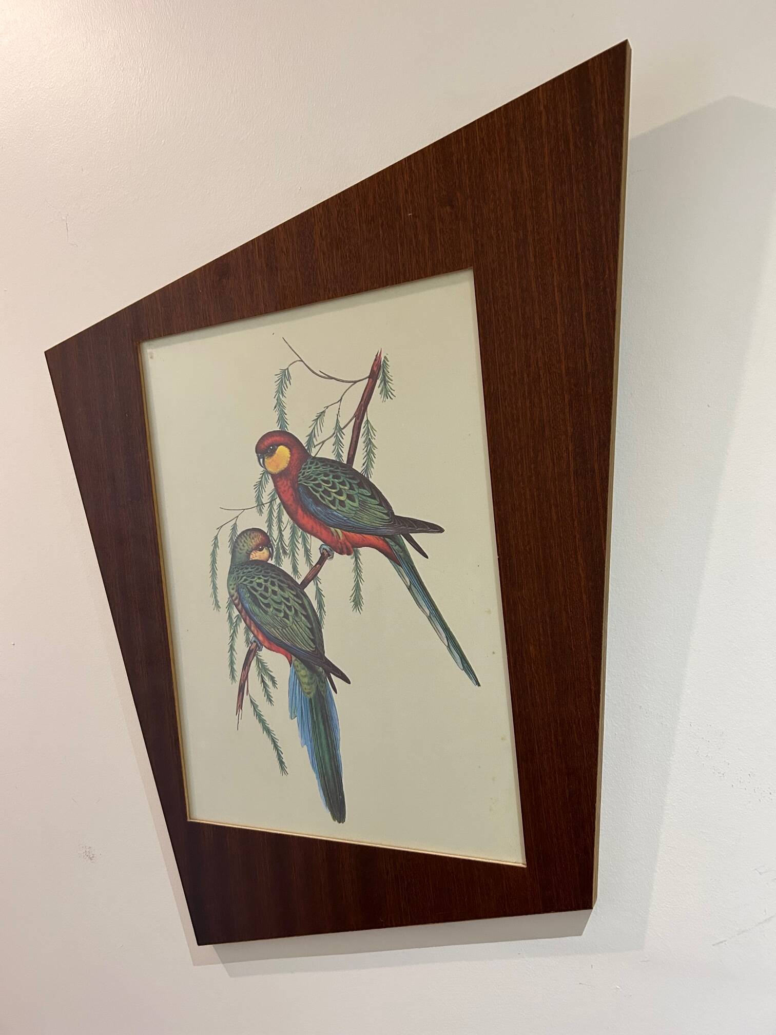 Old parrot lithograph