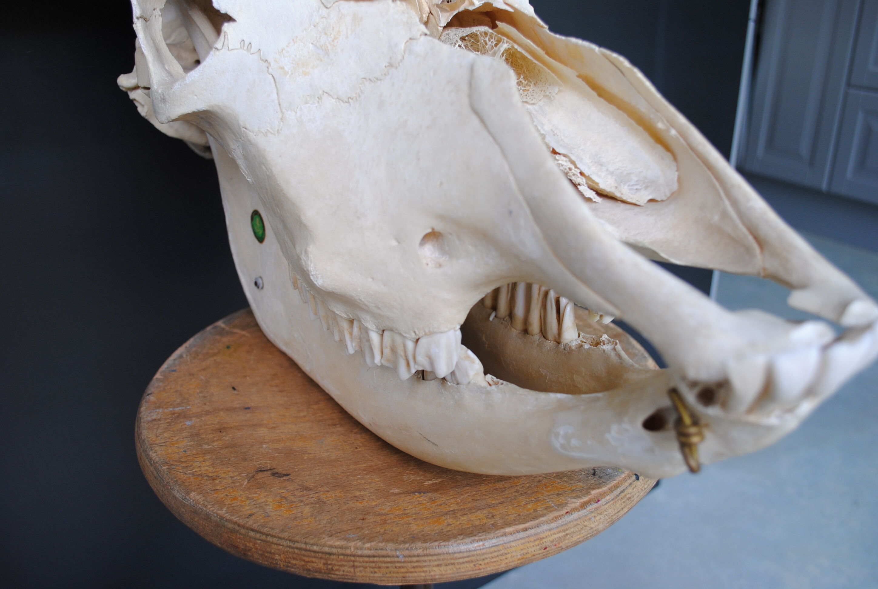 Skull of bovine