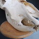Skull of bovine