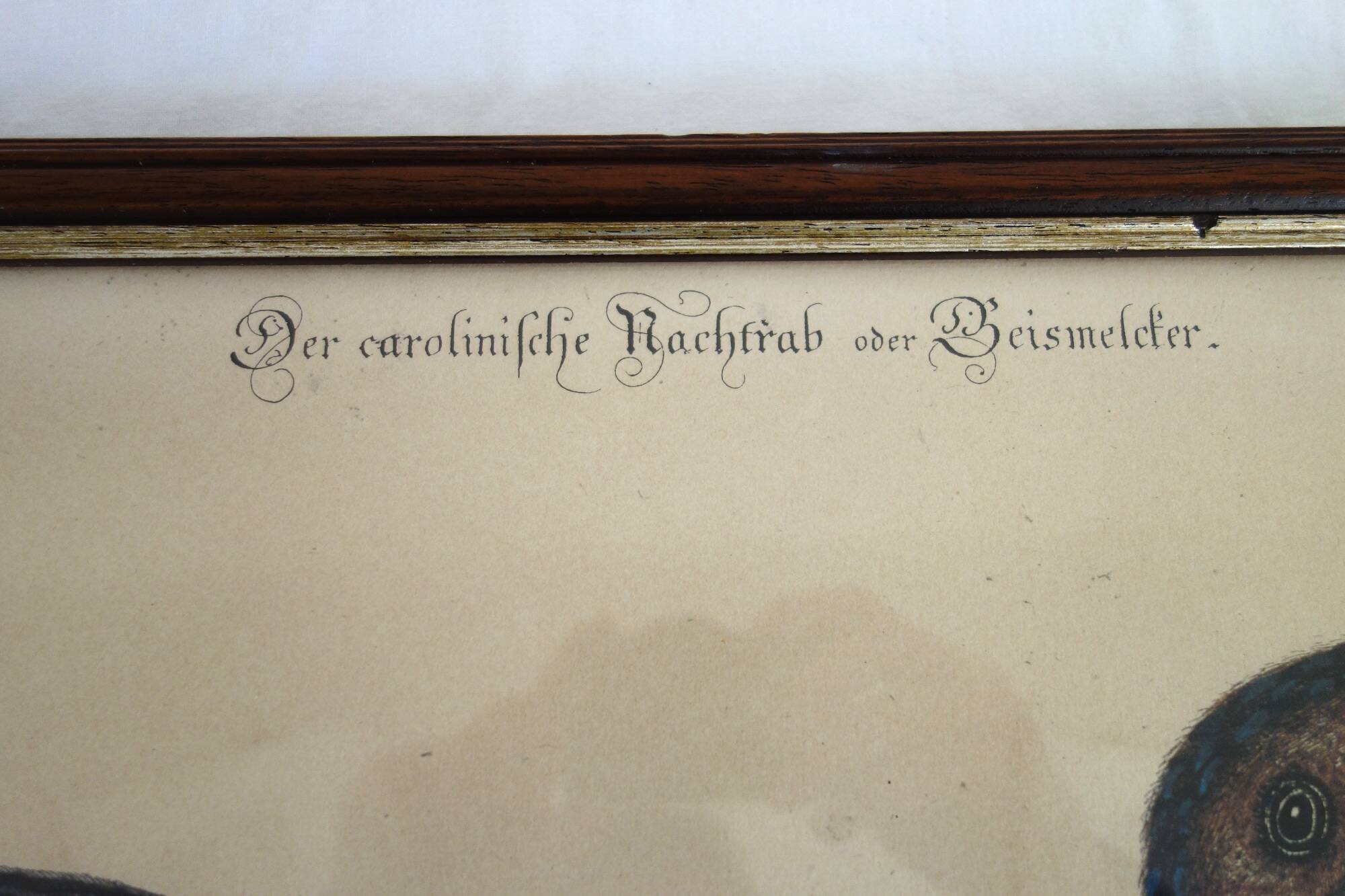 2 plates of ornithological bird engravings