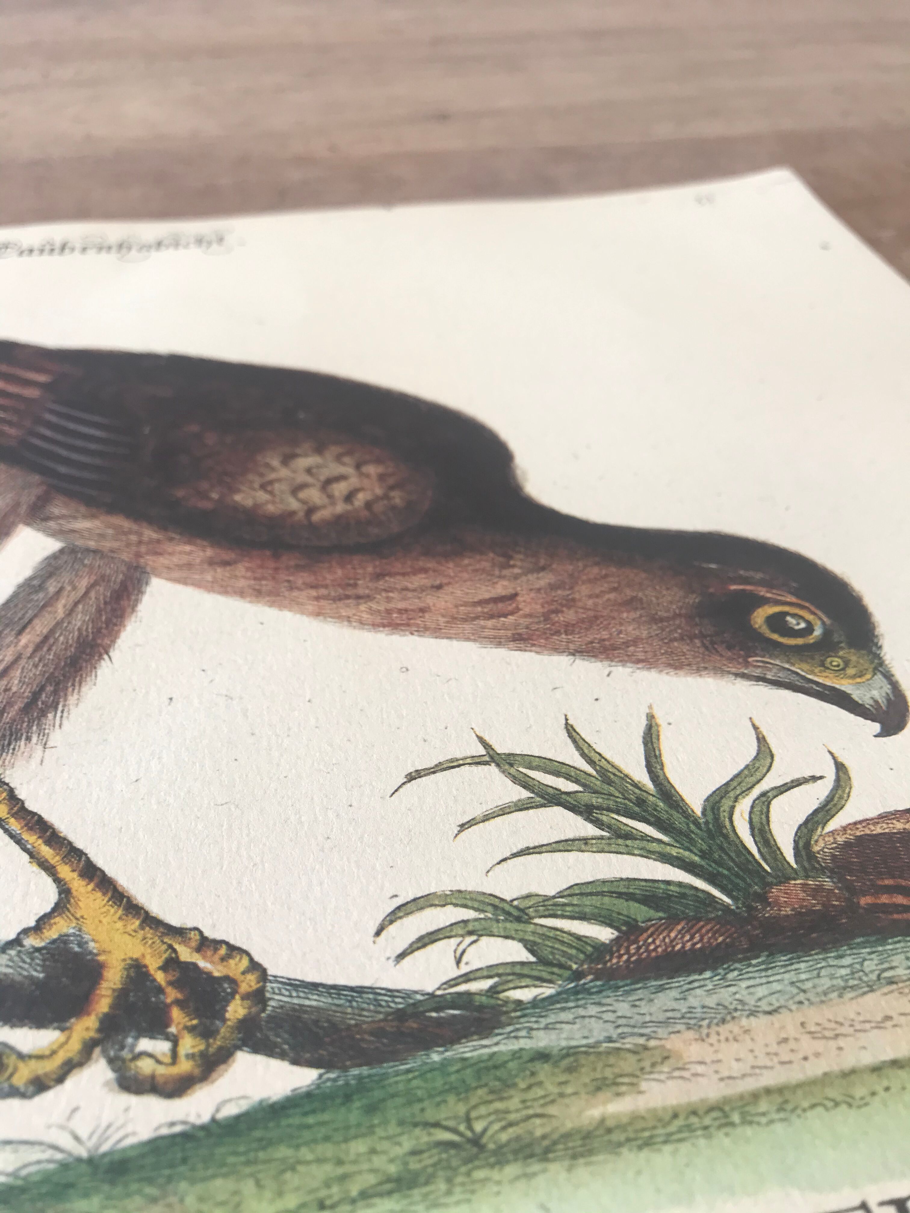 Ornithological board