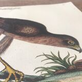 Ornithological board