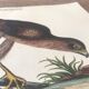 Planche ornithologique