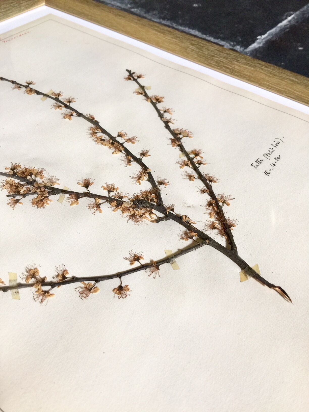 Lot de 6 planches herbier de 1950