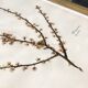 Lot de 6 planches herbier de 1950
