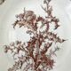 Series of 6 flat plates old model "Thistles" Gien
