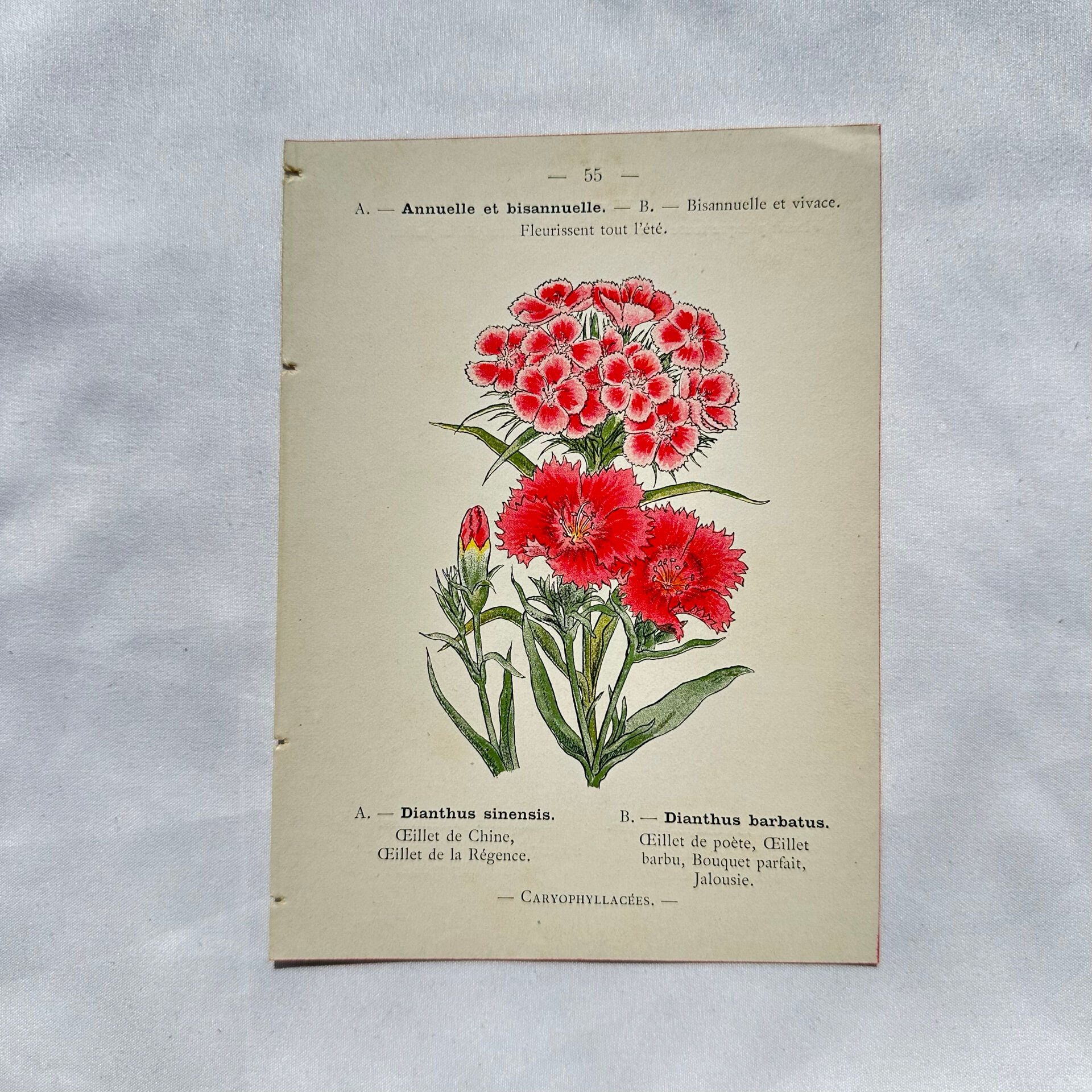 Botanical engraving naturalist work 1800 scientific publication