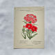 Botanical engraving naturalist work 1800 scientific publication