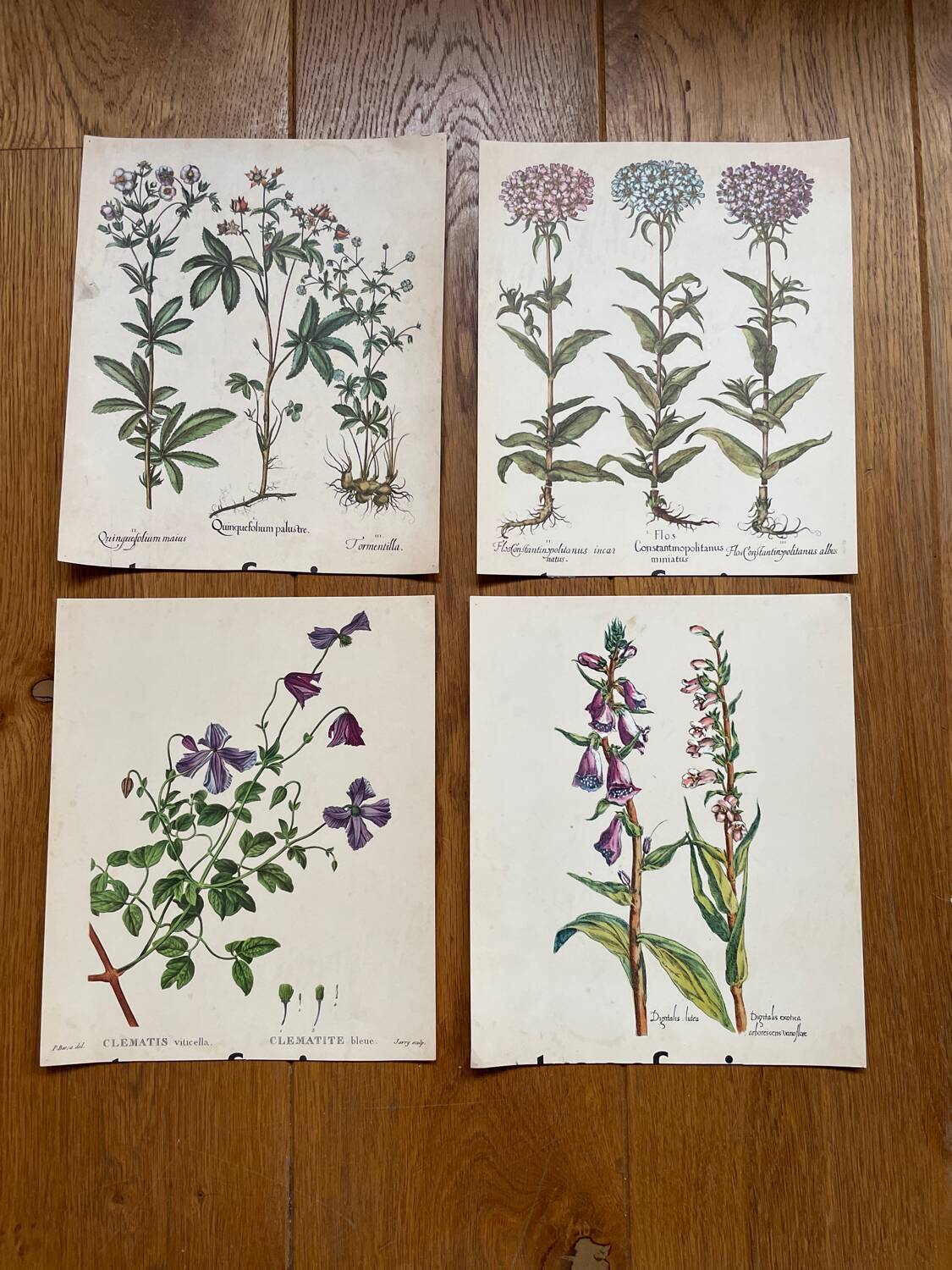 Set of 4 old plant engravings