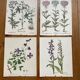 Set of 4 old plant engravings