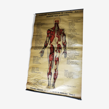 Old "anatomical board" poster