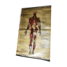 Old "anatomical board" poster