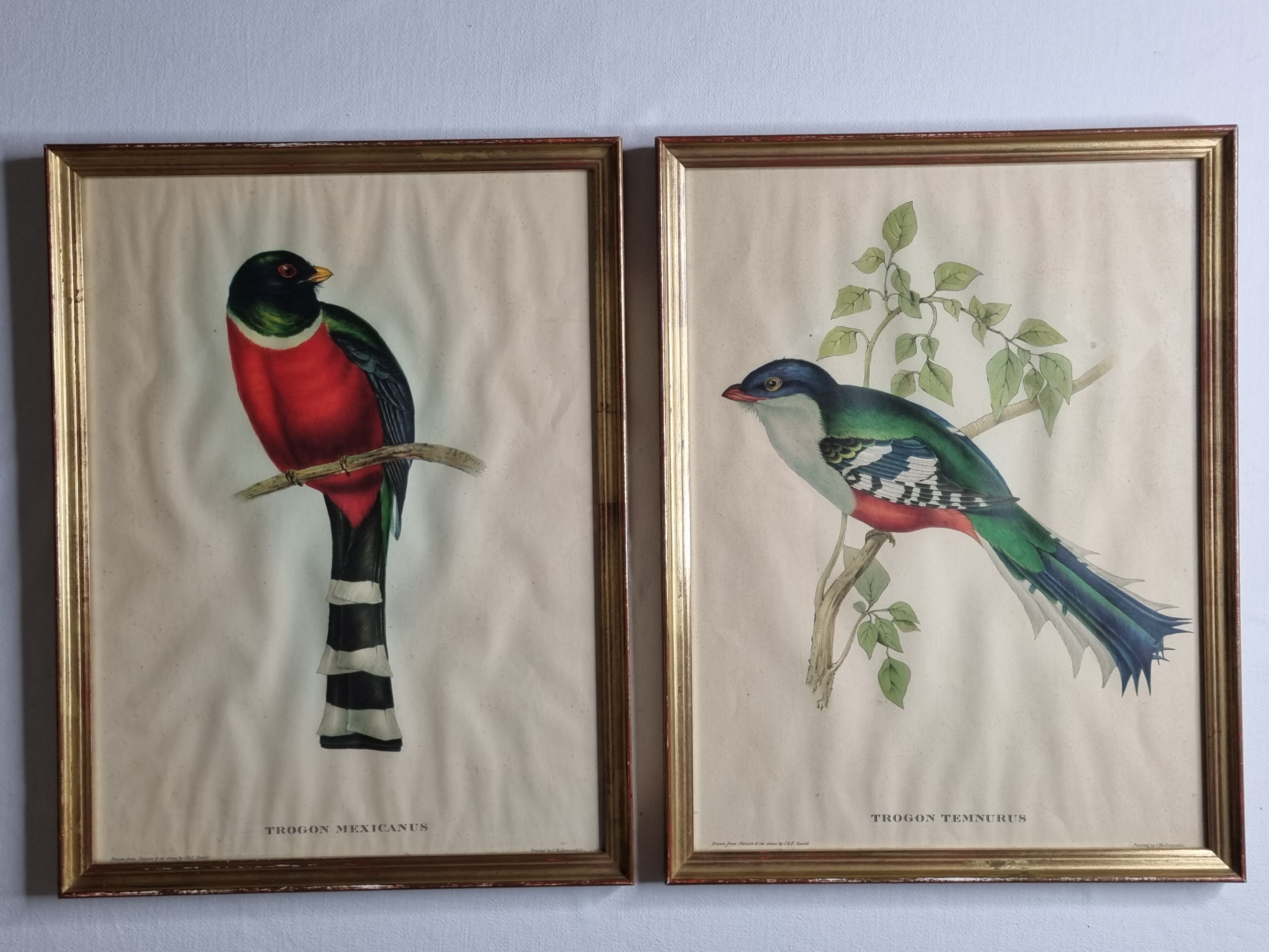 Two orthinological plates framed vintage, after J. & E. Gould (1955)