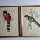 Two orthinological plates framed vintage, after J. & E. Gould (1955)