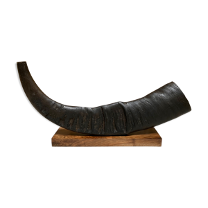corne de buffle ancienne
