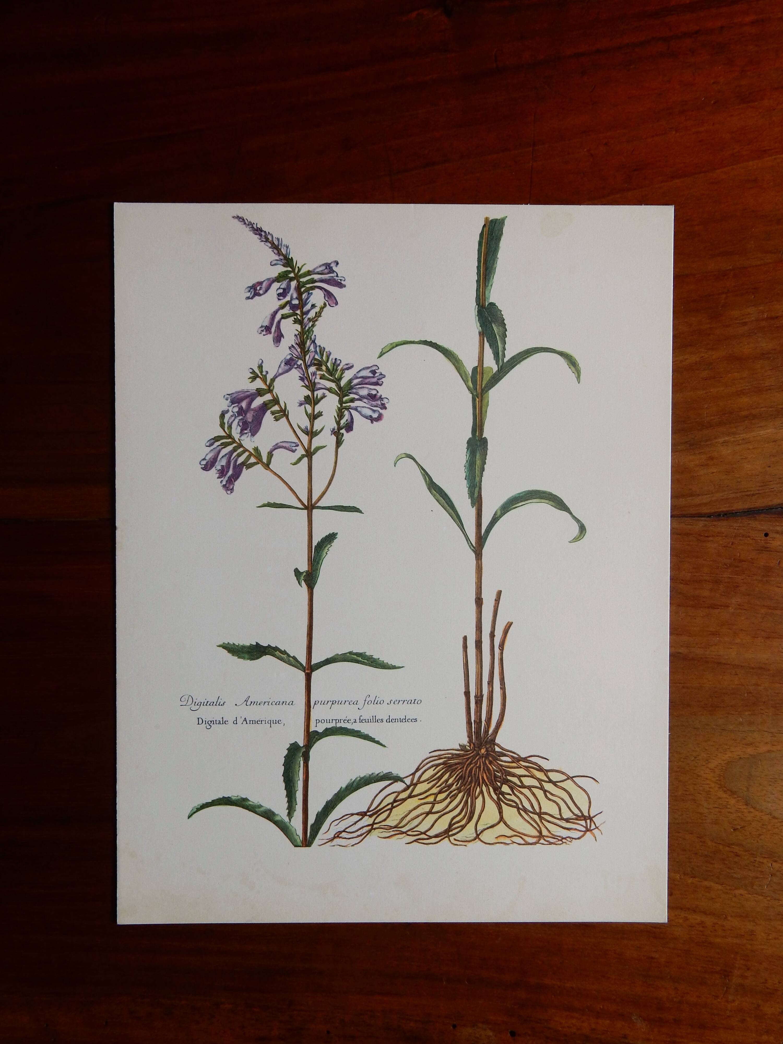 planche botanique Digitale d'Amérique vintage années 60