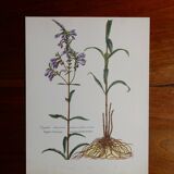 planche botanique Digitale d'Amérique vintage années 60
