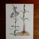 vintage digitale botanical board from America 1960s