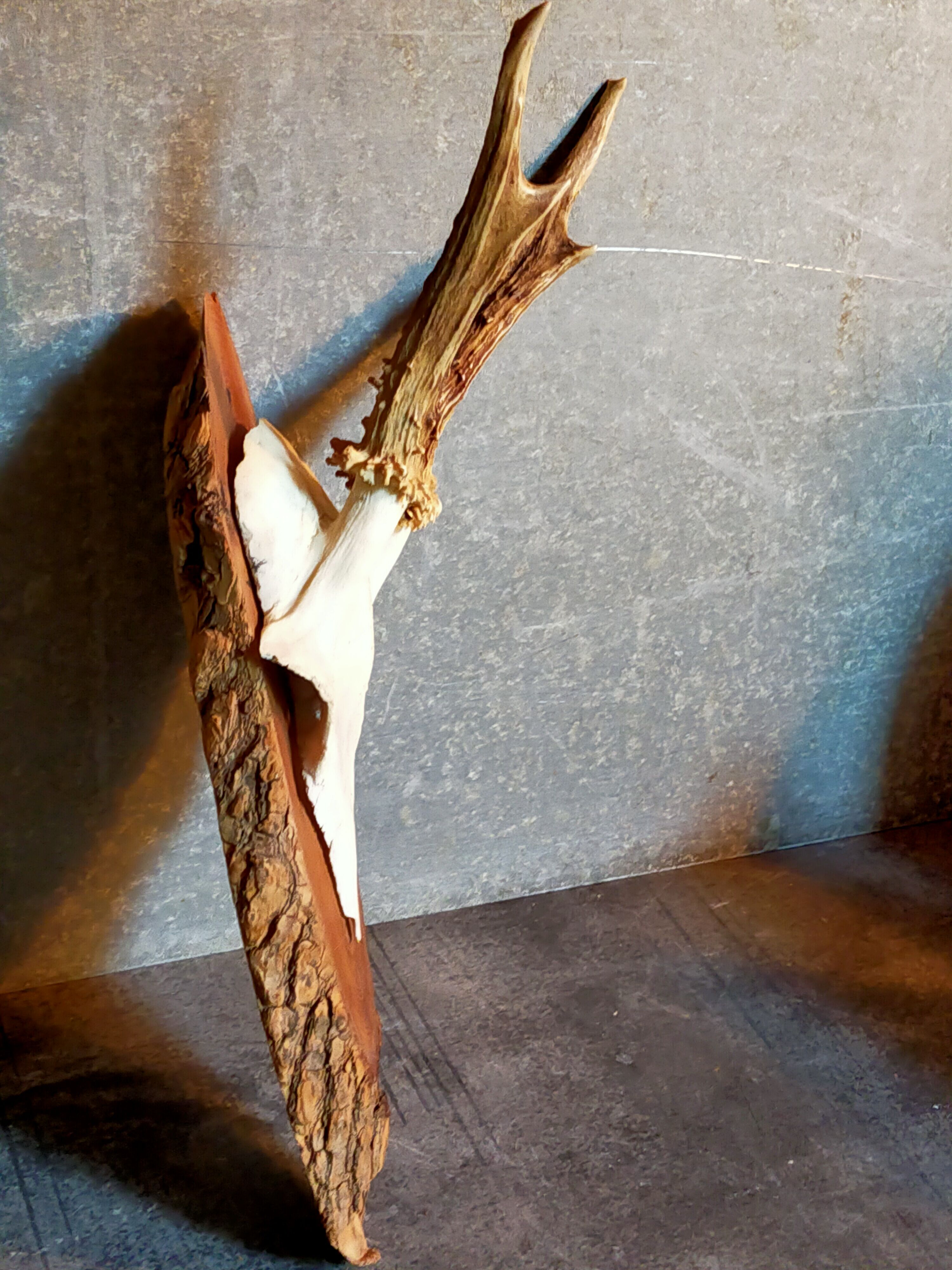 Duo of vintage hunting trophies Art-populaire 50s