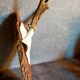 Duo of vintage hunting trophies Art-populaire 50s