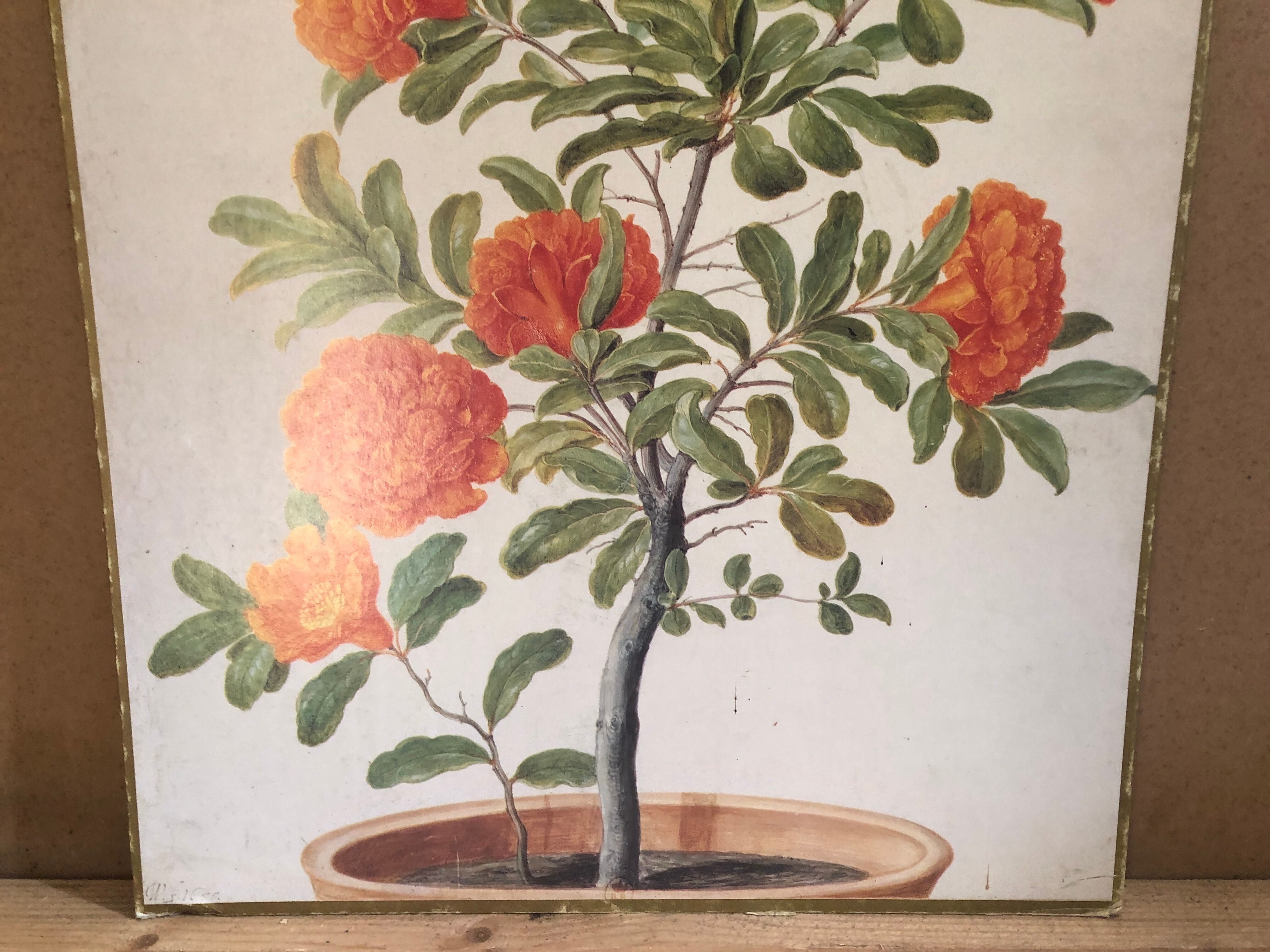 Old botanical board bernard carant paris vintage flowers