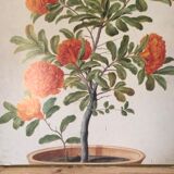 Old botanical board bernard carant paris vintage flowers