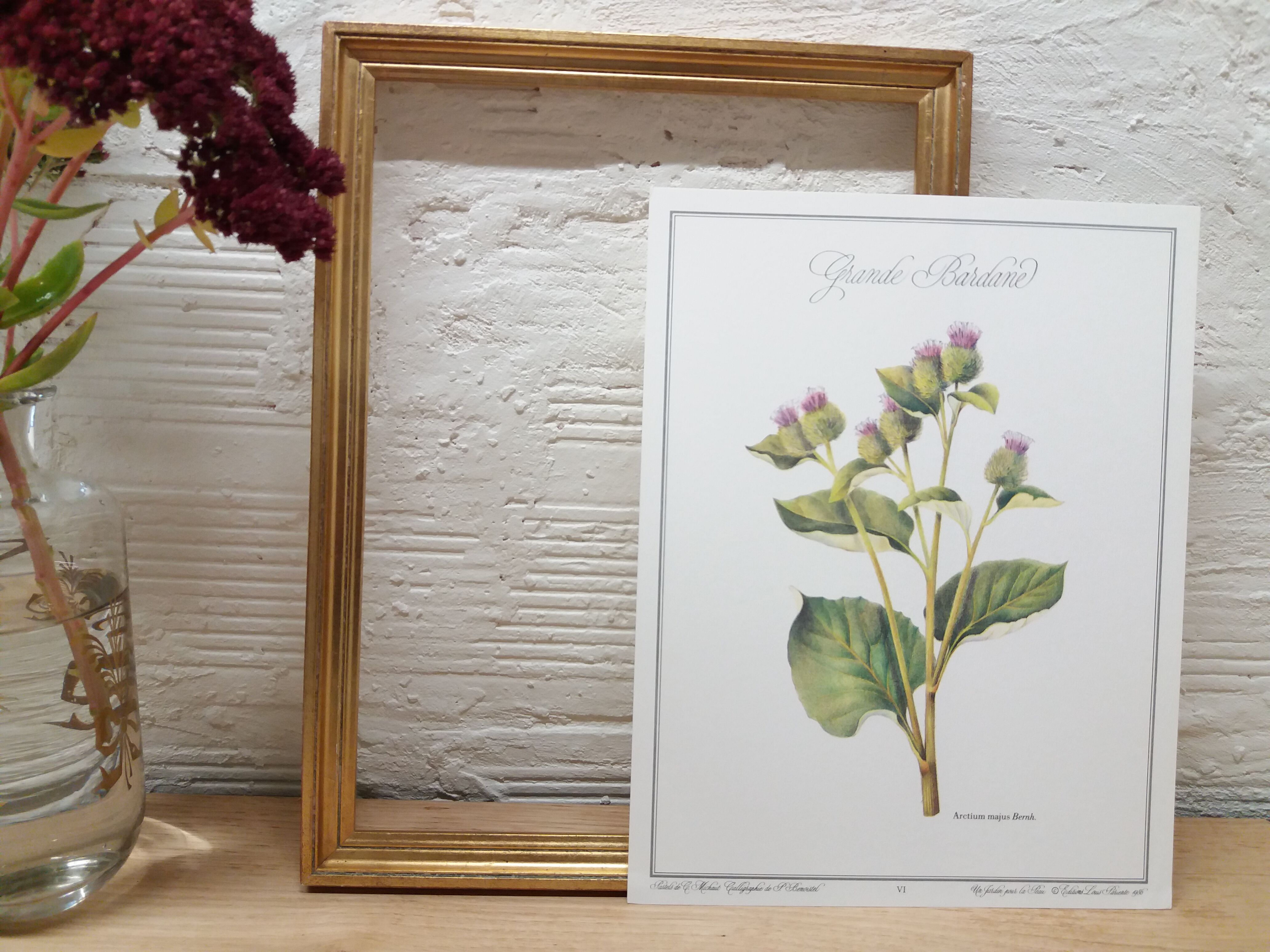 Great bardane botanical board