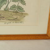 Tableau vintage aquarelle ducks of terronblan monbaly dayelle