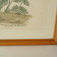 Tableau vintage aquarelle canards de terronblan monbaly dayelle