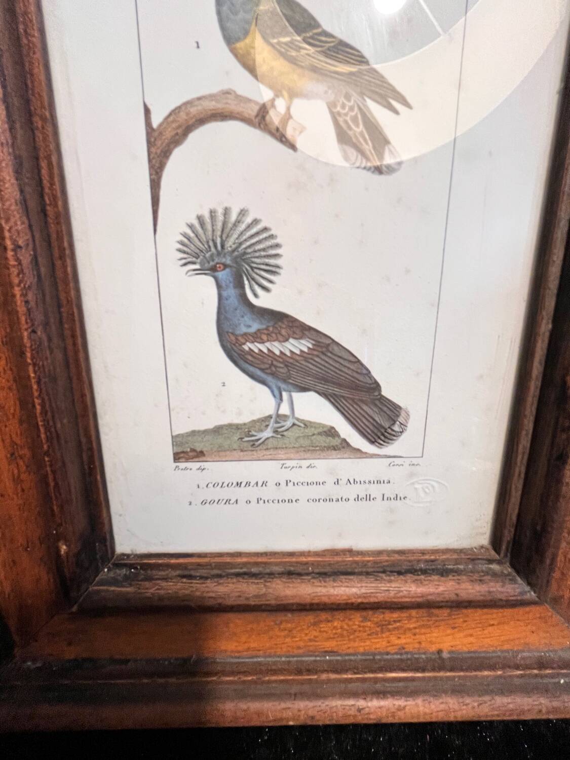 Ornithological engraving