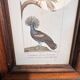 Ornithological engraving