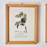 Lot de 5 cadres gravures botaniques ancienne
