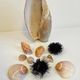 Collection de coquillages