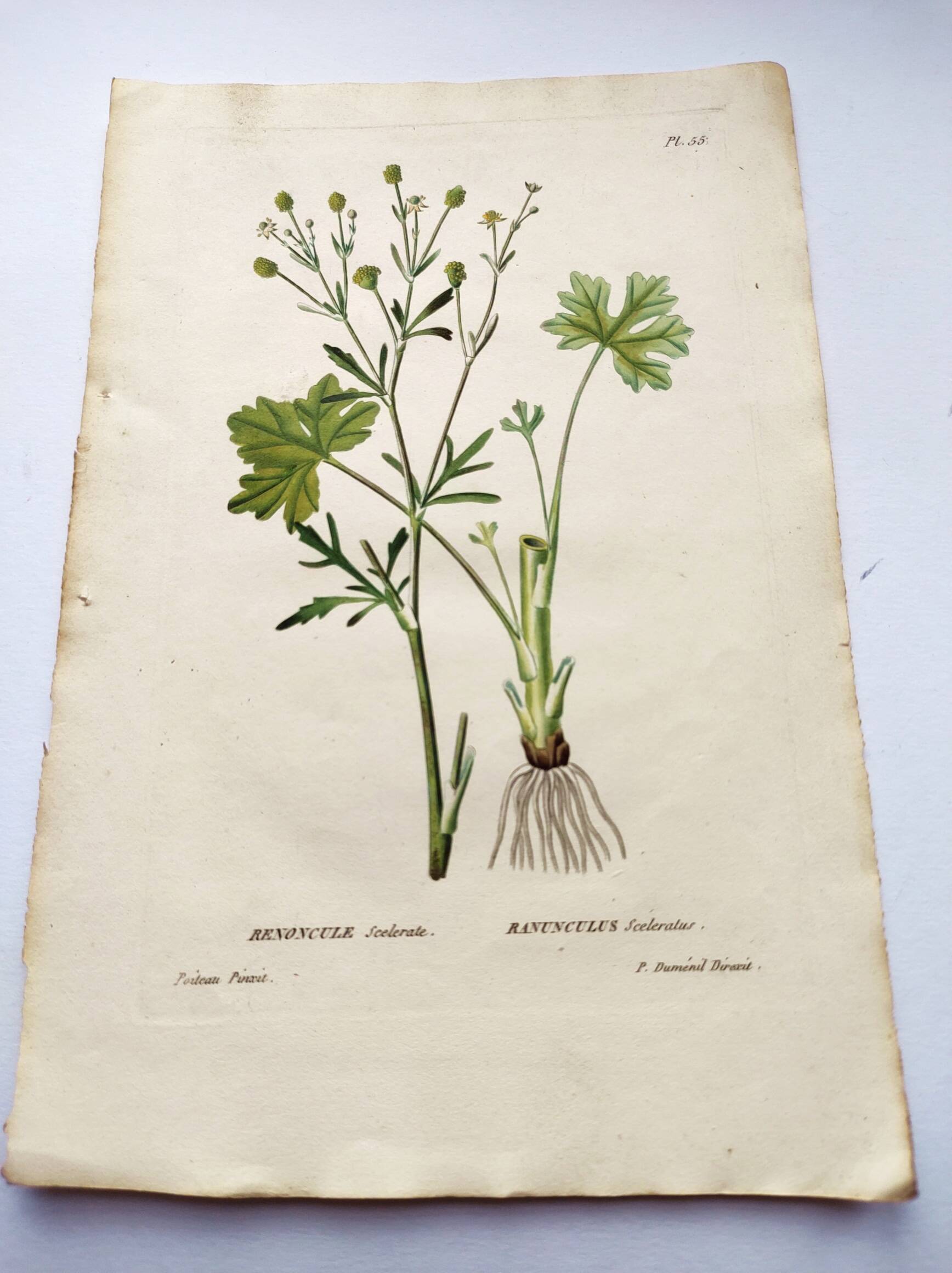 Antique flower engraving from 1829 - Ranunculus Scerelate - By P.A Poiteau.